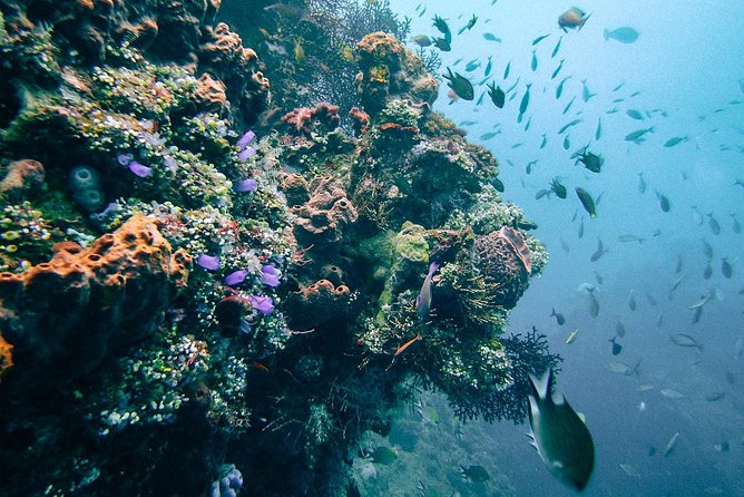 Dive at Tulamben Bali USS Liberty Ship Wreck - Who this USS Liberty day is best for