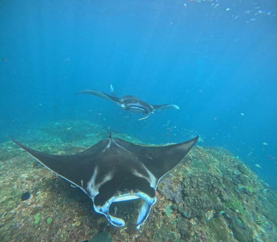 From Bali: Nusa Penida 3 Spots Snorkeling Tour With Guide - Key things to know before you go