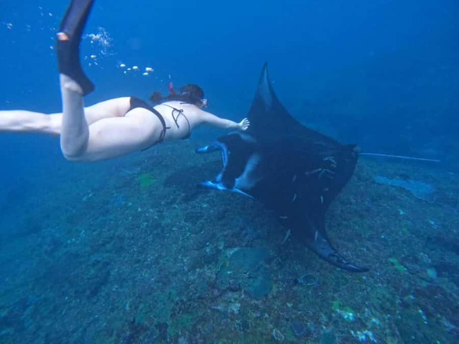 From Bali: Nusa Penida 3 Spots Snorkeling Tour With Guide - Manta Bay, Crystal Bay, and Gamat Bay: the snorkeling lineup