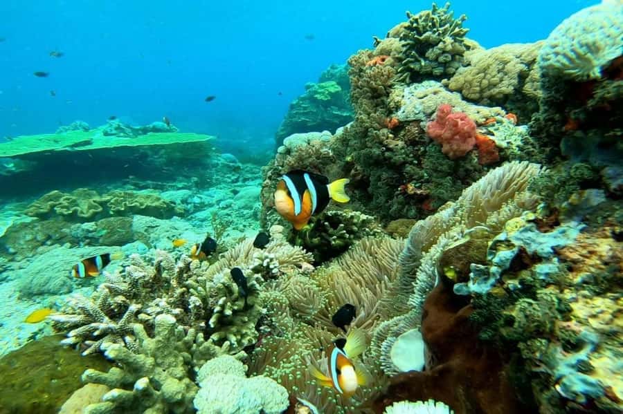 From Bali: Nusa Penida 3 Spots Snorkeling Tour With Guide - Should you book this Nusa Penida snorkeling tour?