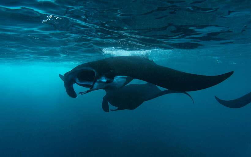 From Bali: Nusa Penida Private Snorkeling Tour with Lunch - Key Things I’d Pay Attention To