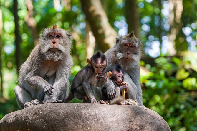 Full Day Best of Ubud Private Tour - Pickup and timing: start when your day starts