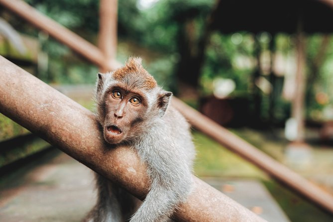 Full day Tour to Best of Ubud with jungle swing - From Seminyak to Ubud without the headache