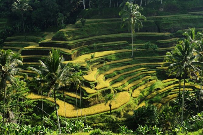 Full Day – Ubud Art Village and Mount Batur Kintamani with Lunch - Sacred Monkey Forest Sanctuary: a cool rainforest walk with real chaos potential