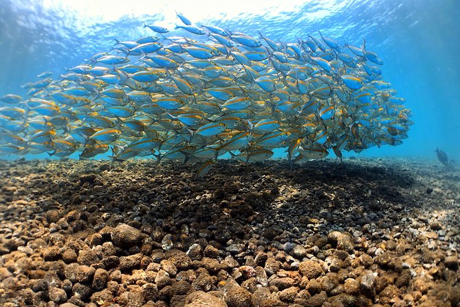 Fun Diving Tulamben Bali - For Certified Divers - Price and value: is $174.12 a fair deal for two wreck sessions?