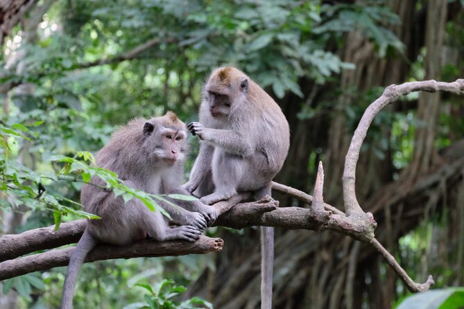 Goa Gajah / Elephant Cave Temple And Ubud Tour - All Inclusive - Tegalalang Rice Terrace: Big Views, Plus Extra Activities You May See