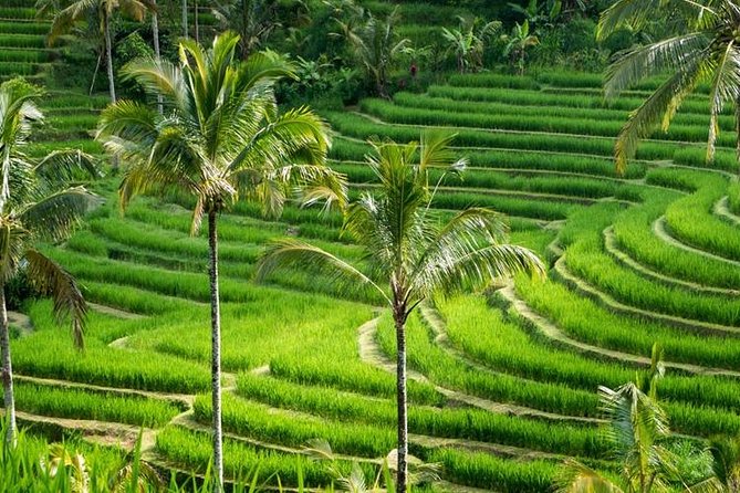 Kintamani Tours with Batur volcano - Kintamani and Batur: why this route makes sense from Seminyak