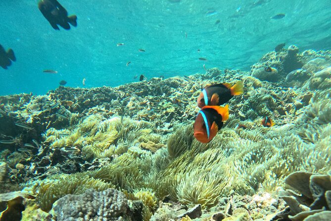 No:#1. Penida Island Tour And Snorkeling With Manta - Maximizing your manta chances with smart snorkeling habits