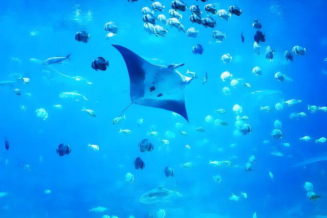 Nusa Penida Island Beach Tour With Snorkeling - Departure From Bali Island - 6:30 AM Pickup in Seminyak and Other Bali Areas