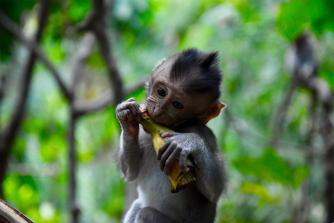 Private Customized Trip to Ubud - Waterfall time at Tegenungan and hands-on Balinese woodcarving in Mas
