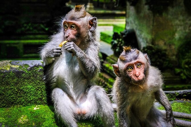 Private Full Day Tour In Ubud Bali - Tegenungan Waterfall: Free Entry, Big Green Views