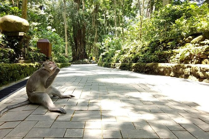 Private Guided Tour: The Best Of Ubud With Jungle Swing - Stop 4: Ceking Rice Terrace (Tegalalang viewpoint time)