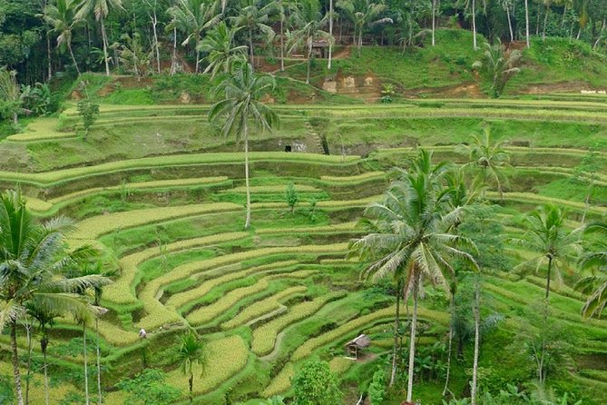 Private Guided Tour: The Best Of Ubud With Jungle Swing - Stop 6: Ulu Petanu Waterfall (green scenery and an easy-access finish)