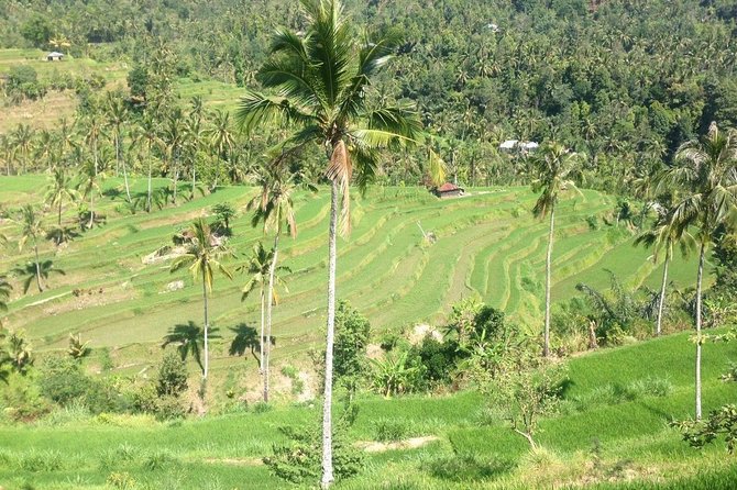 Private Sekumpul Waterfalls Trekking Tour - Coffee Plantation Stop: Kopi Luwak and the Civet Question