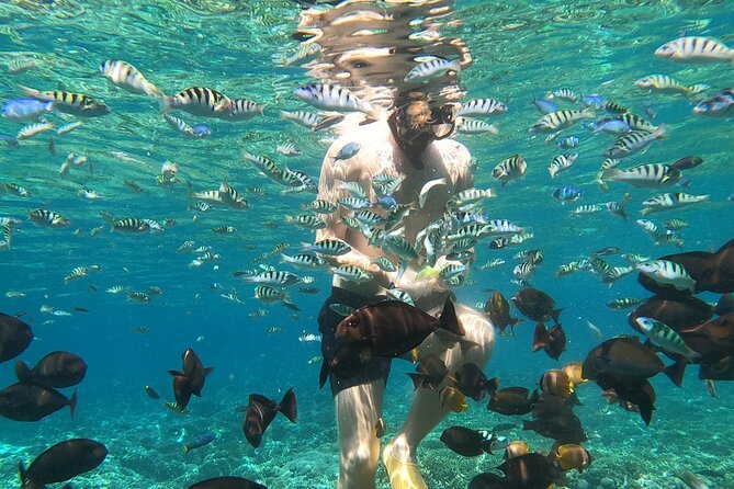 Private Snorkeling from Nusa Penida - Price and what you really get for $97.30