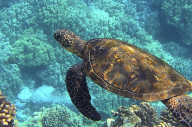 Private Snorkeling from Nusa Penida - Guides like Rega and Sugiantara: why the human touch changes the day