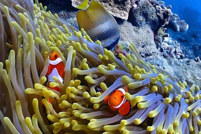 Snorkeling At Blue lagoon And Hidden waterfall - Meals, Gear, and What the Price Covers in Real Life Terms
