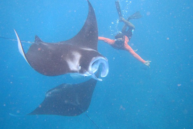 Snorkeling Day Trip To Lembongan and Penida - Key Points That Matter for Your Day