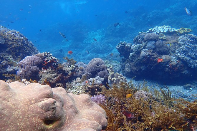 Snorkeling Day Trip To Lembongan and Penida - Stop 5: Kayaking Through Mangroves at Mangrove Point