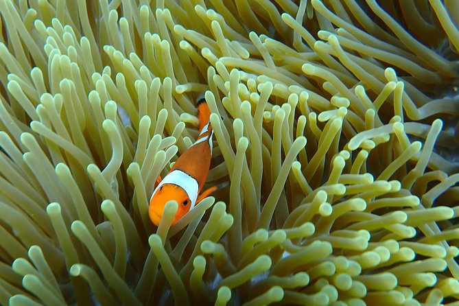Snorkeling Day Trip To Lembongan and Penida - Stop 6: Back to Serangan (and Drop-Off Options)
