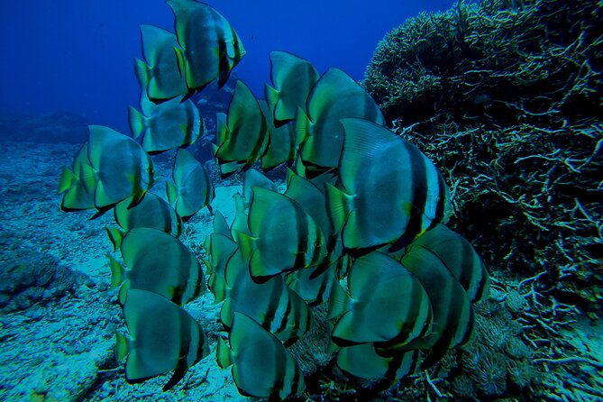 Snorkeling Day Trip to Nusa Lembongan and Nusa Penida - Lunch buffet timing: a real break, not just a snack