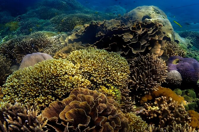 Snorkeling In Nusa Penida Departing From Bali Island - Small-group snorkeling (max 15) vs a public-boat day: what you’ll feel in real life