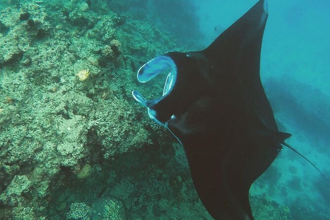 Snorkeling In Nusa Penida Island With Manta Ray From Bali - Manta Bay: chasing rays without counting on guarantees