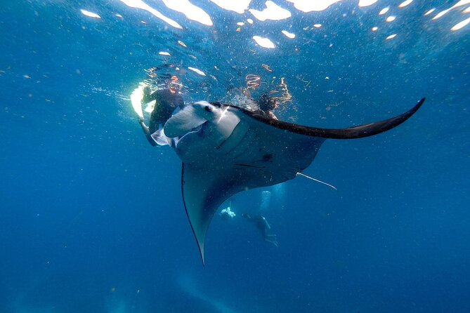 Snorkeling with Manta Rays in Nusa Penida Experience (All-Inclusive) - Why Nusa Penida manta rays feel worth the early start