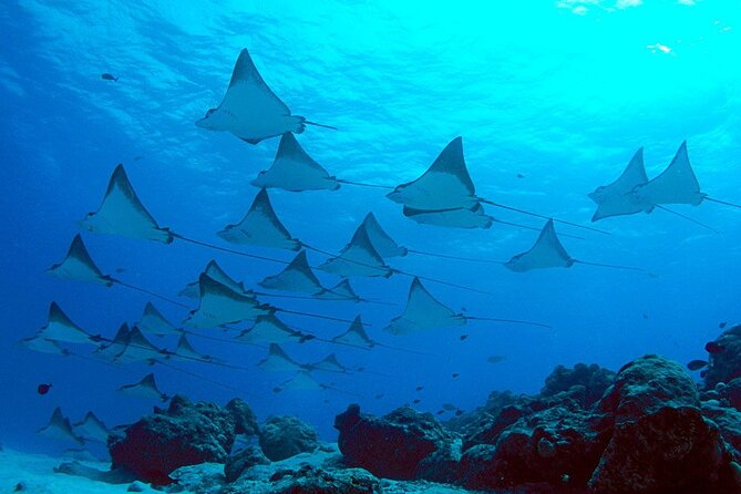 Snorkeling with Manta Rays in Nusa Penida Experience (All-Inclusive) - What the boat and gear setup means for your comfort