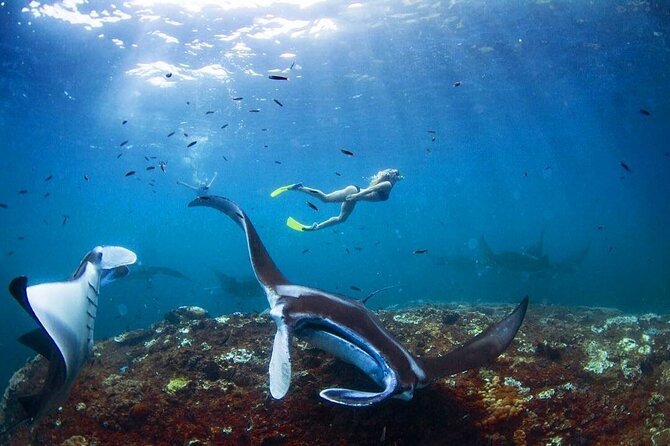 Snorkeling with Manta Rays in Nusa Penida Experience (All-Inclusive) - Lunch on the beach: a break you actually want