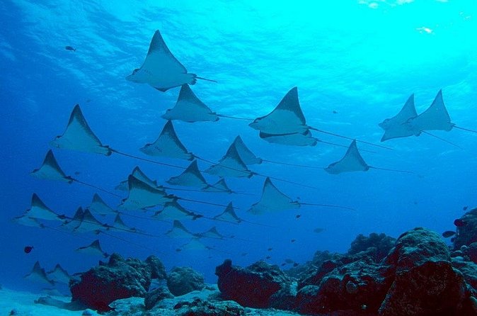 Snorkeling with Manta Rays in Nusa Penida Experience (All-Inclusive) - Price and value: what $210.97 buys on a full Nusa Penida day