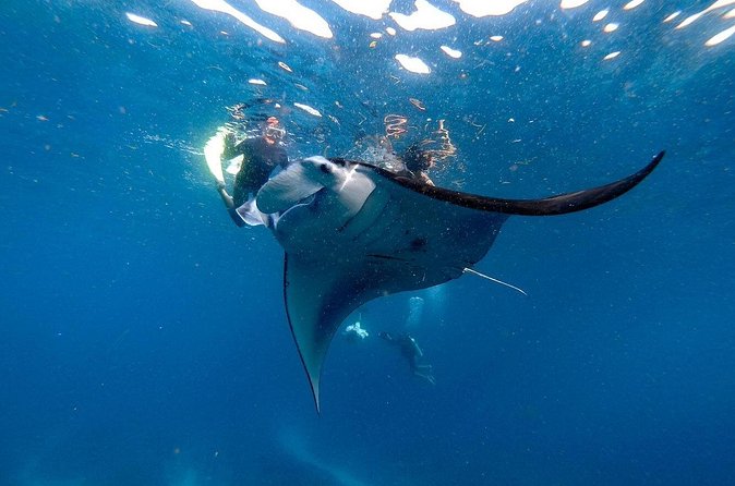 Snorkeling with Manta Rays in Nusa Penida Experience (All-Inclusive) - The people factor: drivers and guides you may meet