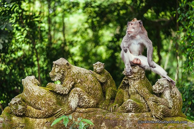 The Best of Ubud Tour and Jungle Swing - Pickup, Comfort, and the Real Cost of the $85 Price