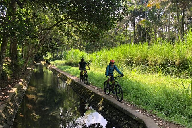 The Volcano Trail - Mid-ride variety: forest, bamboo, and rideable technical bits
