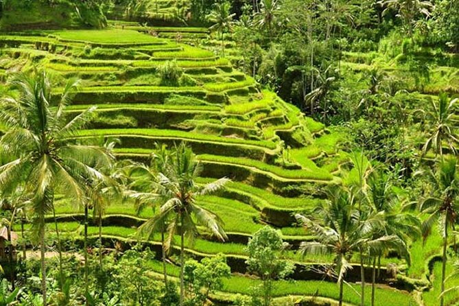 Tlaga Singha Infinity Pool, Jungle swing & Rice Terrace Trip - What’s included (and what to plan for) so you don’t get surprised