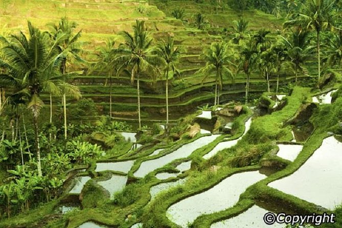 Ubud And Sunset Tanah Lot Tour - Your driver/guide can make or break the day
