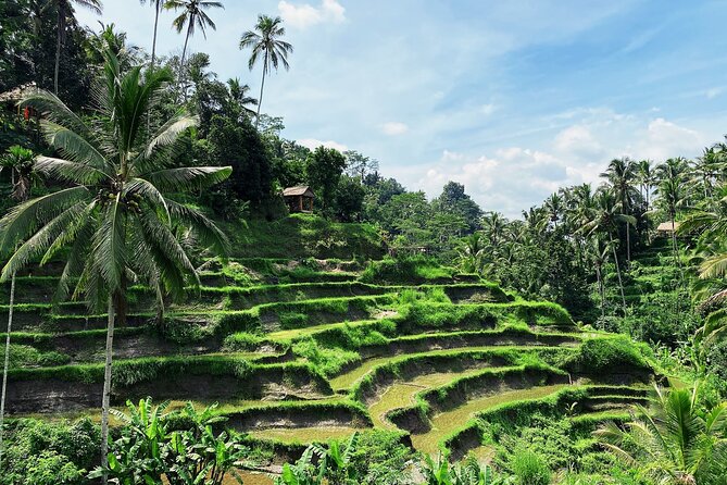 Ubud Experience | Full Day Private Tour in Ubud | FREE WIFI - Real Bali Swing and Tegenungan Waterfall: fun with a reality check