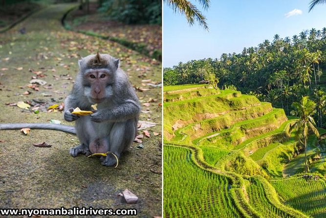 Ubud Full Day Tour - Price and logistics: what you’re actually paying for