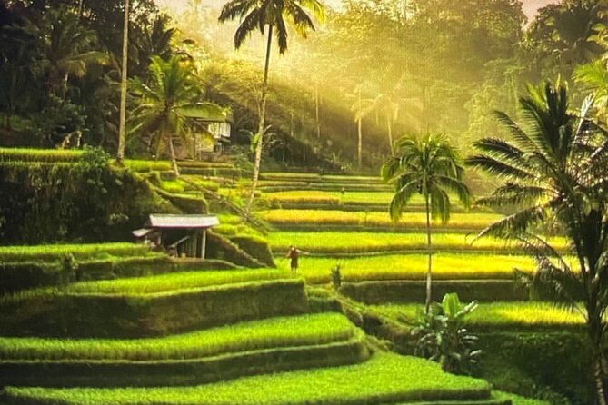 Ubud Highlight Rice Terrace,Waterfall,Temple and Art village - A Private 8-Hour Ubud Circuit: What You Actually Get