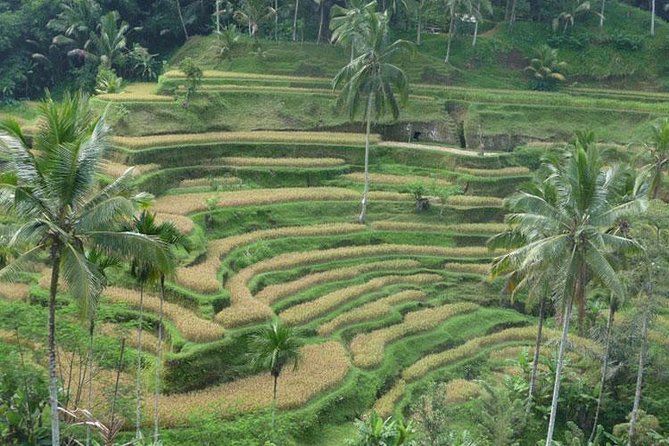 Ubud Kintamani Tour - Barong & Kris Dance: Sacred Performance Meets Story of Good vs Bad