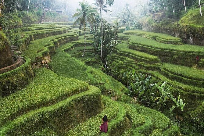 Ubud Private Full-Day Tour - My Swing Bali: that palm-tree jungle photo moment