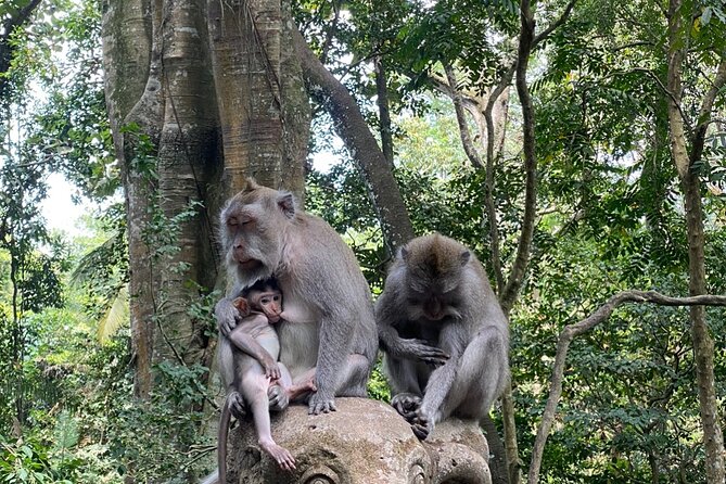 Ubud Private Tour: Monkey Forest, Rice Terrace, Temple, Waterfall - Ubud in one loop: why this private day works