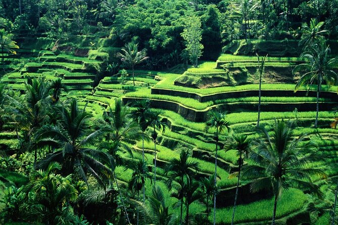 Ubud Private Tour : Ubud Temple and Authentic of Ubud - Getting to work: pickup, timing, and the real pace of 8–10 hours