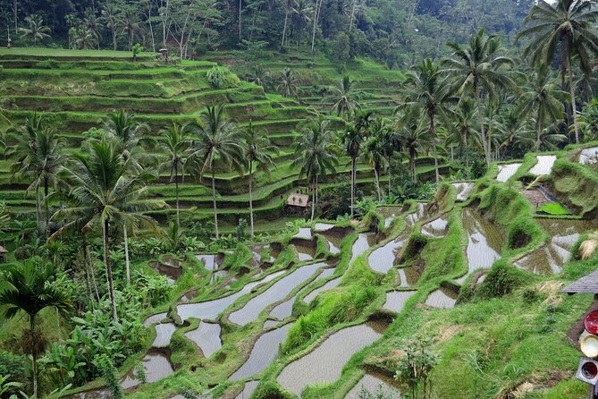 Ubud private tours - Stop 3: Tirta Empul Temple for Balinese heritage and water culture