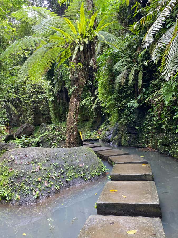 Ubud: Rice Terrace, Monkey Forest, Temple, & Waterfall - Key highlights worth planning for
