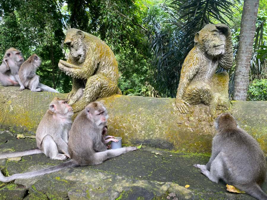 Ubud: Rice Terrace, Monkey Forest, Temple, & Waterfall - What the day feels like in practice