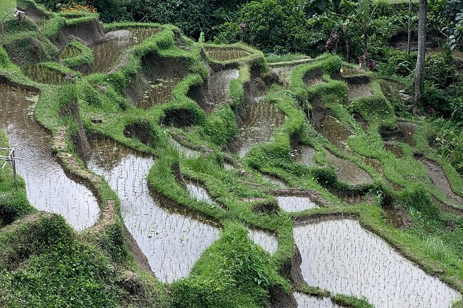 Ubud Top Tours to Discover Bali’s Cultural and Natural Wonders - Kemenuh Monkey River: quieter monkey time