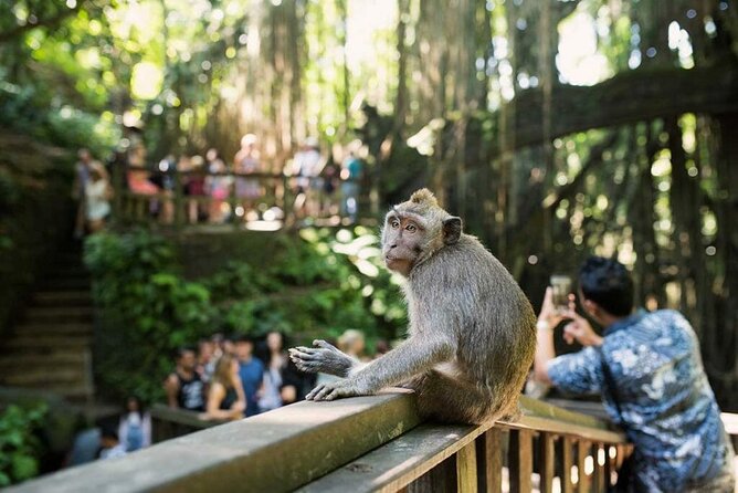 Ubud Tour: Monkey forest, rice terraces, temple, waterfall - Guides, Timing, and Comfort: Why People Keep Coming Back