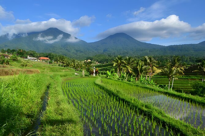 UNESCO Jatiluwih Rice Terrace and Tanah Lot Sunset Tour - Key things to know before you go