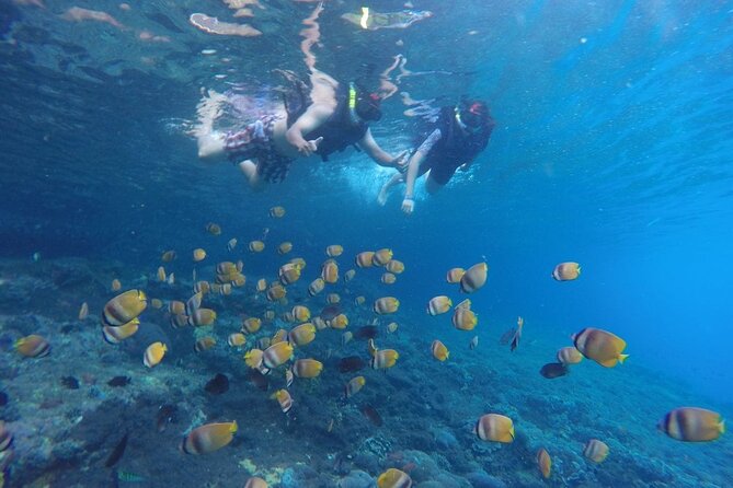 West Nusa Penida With Snorkeling Private Guided Tour - Crystal Bay turtles: great when seas cooperate